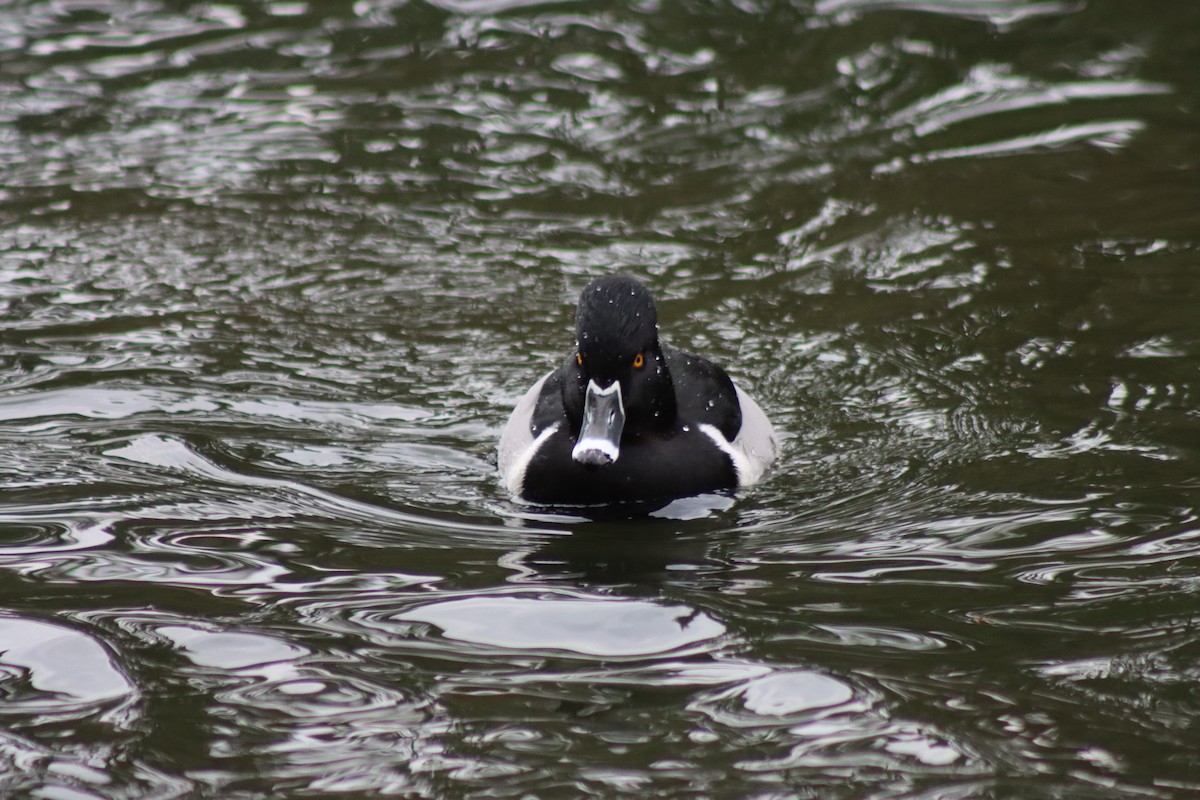 Ring-necked Duck - ML627793707