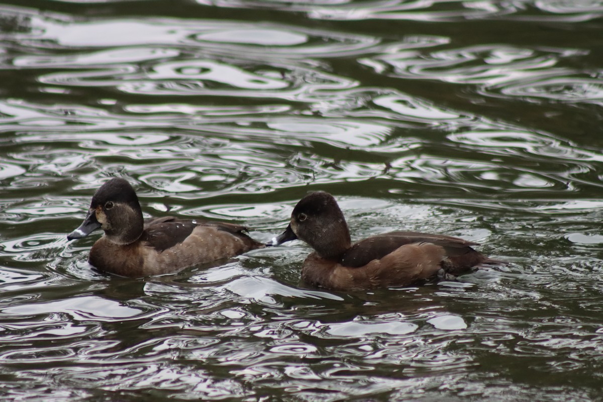 Ring-necked Duck - ML627793708