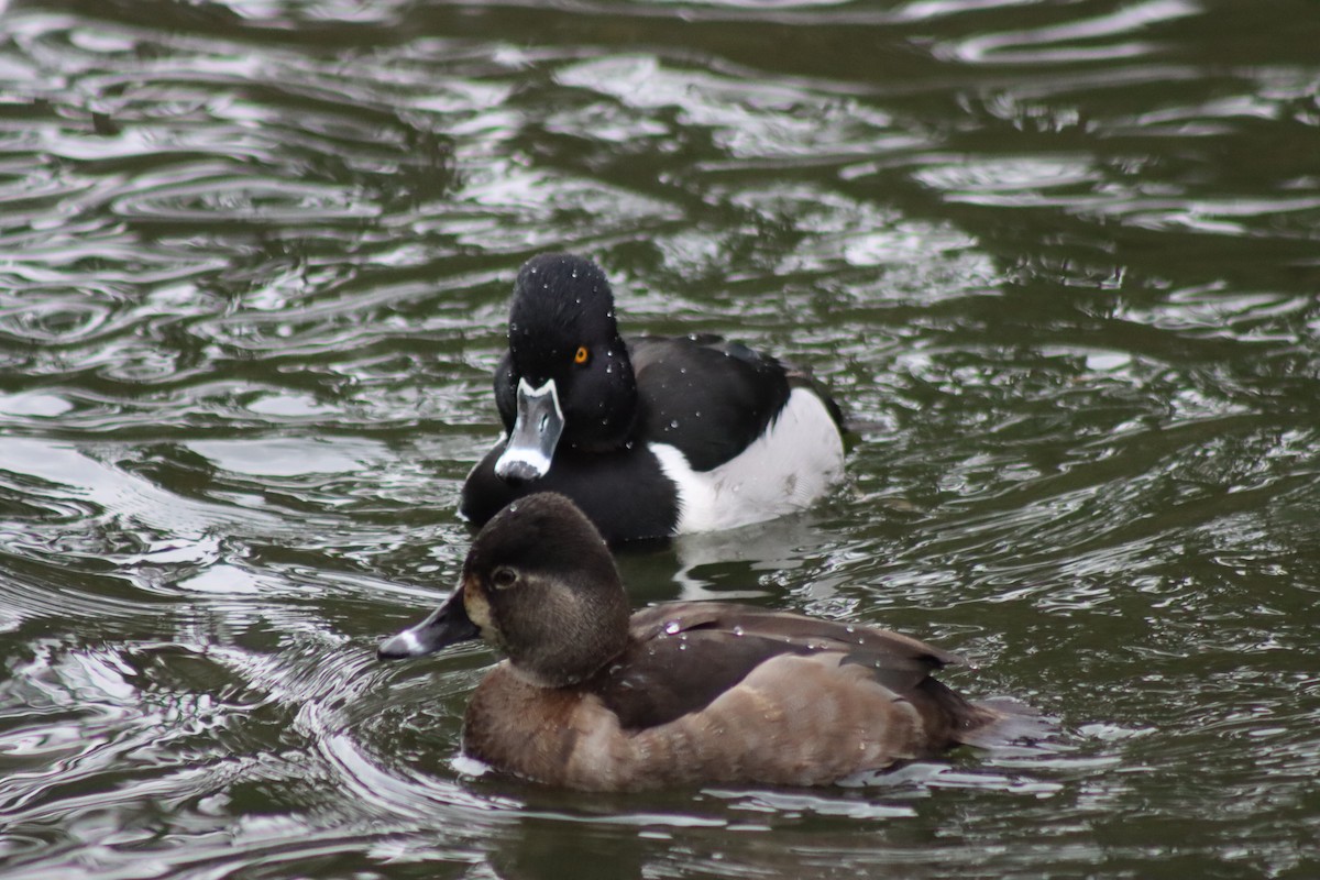 Ring-necked Duck - ML627793709