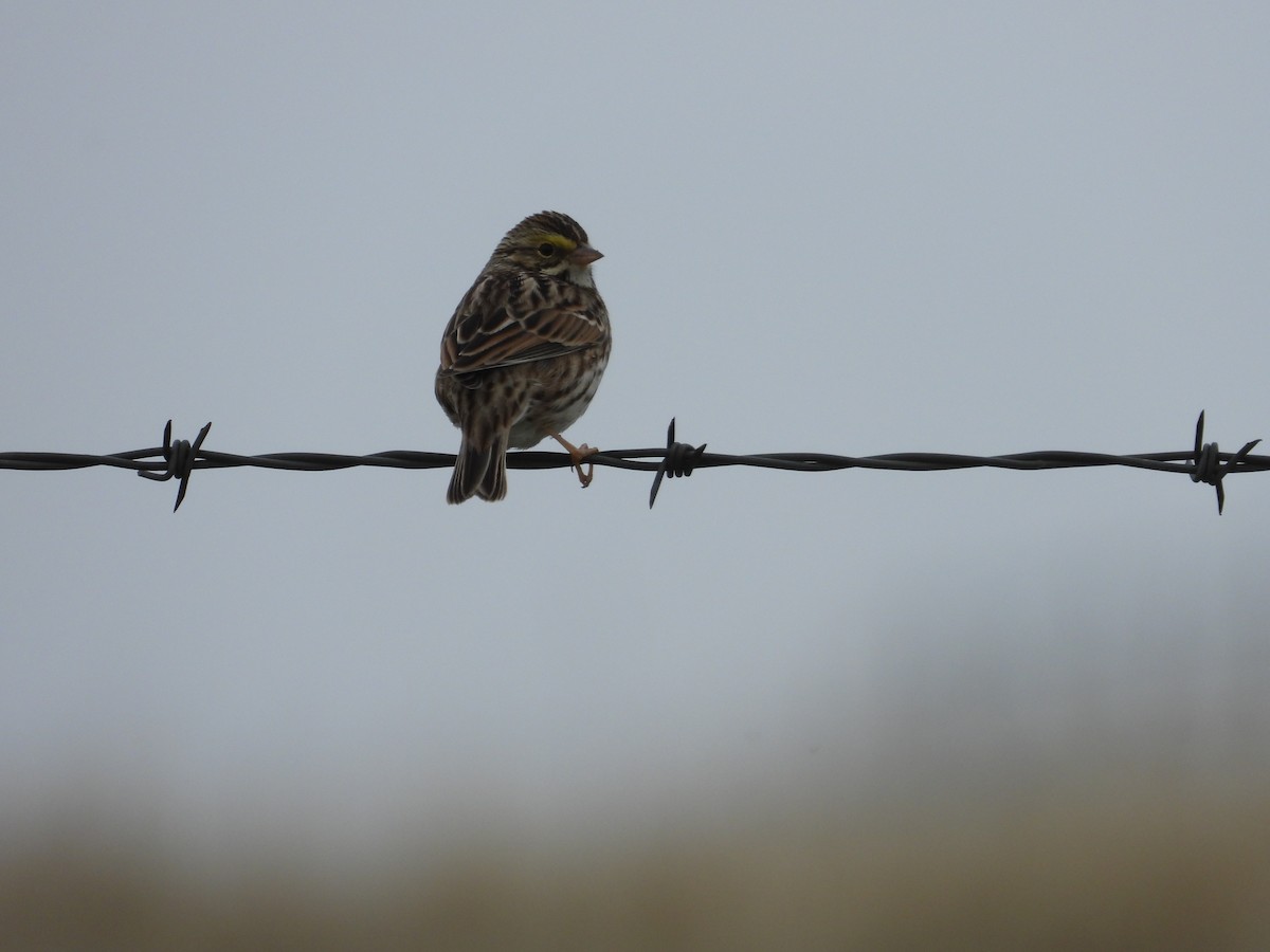 eBird Checklist 19 Dec 2024 La Paloma Rd. 10 species