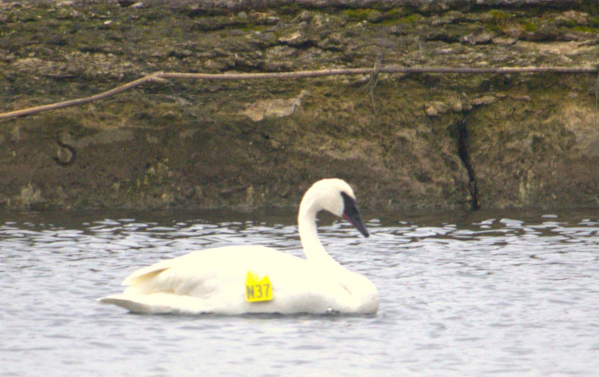 Trumpeter Swan - ML627793741