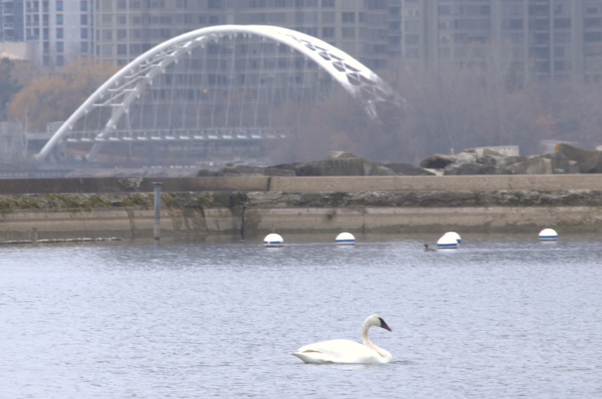 Trumpeter Swan - ML627793748