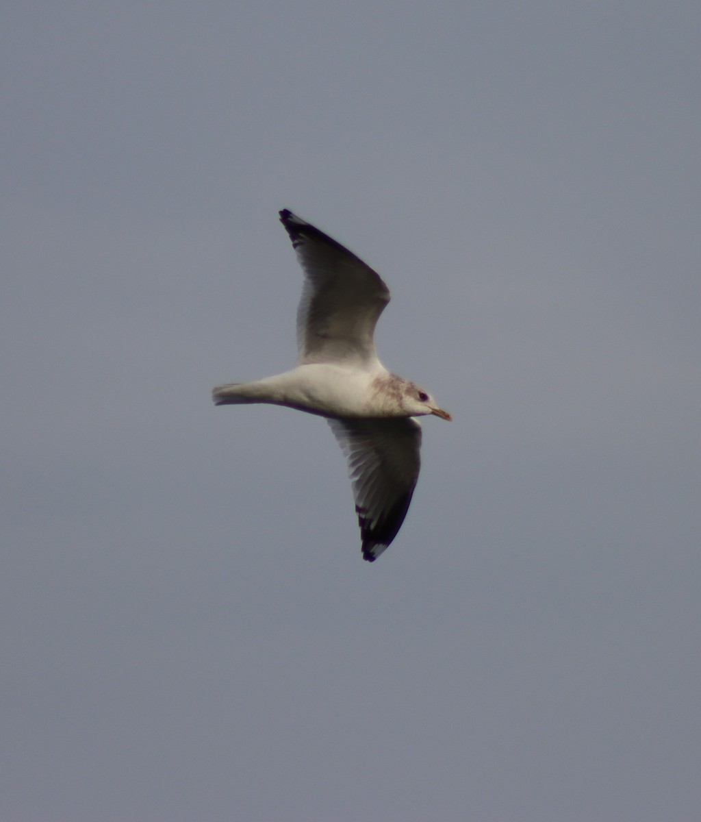 Short-billed Gull - ML627793753