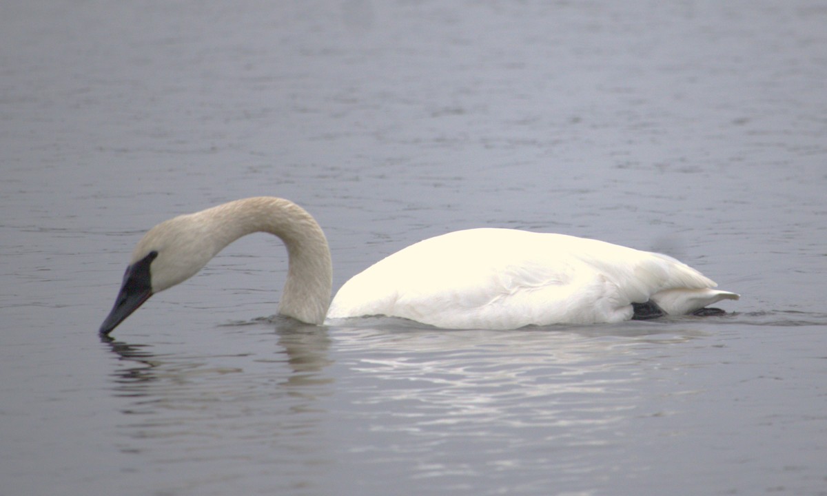 Trumpeter Swan - ML627793782