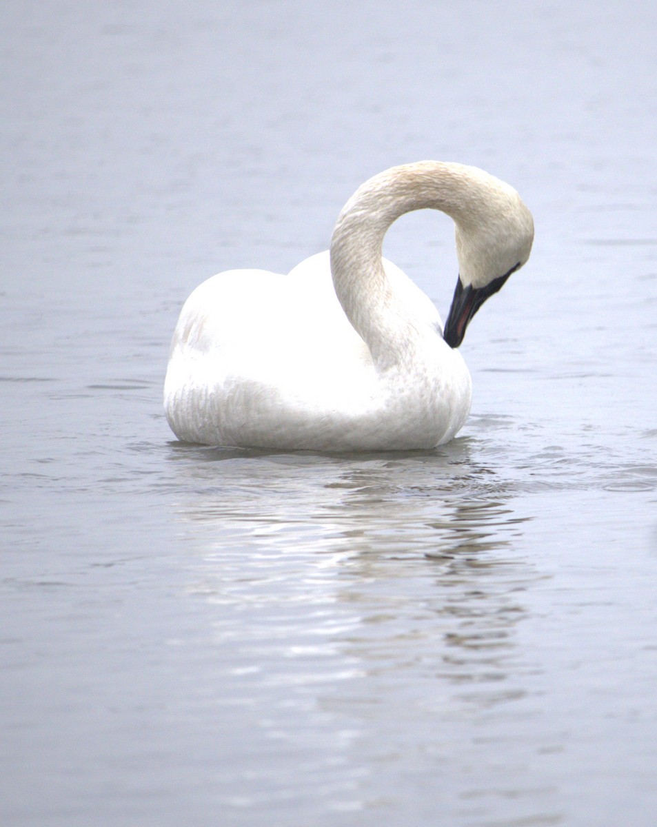 Trumpeter Swan - ML627793793