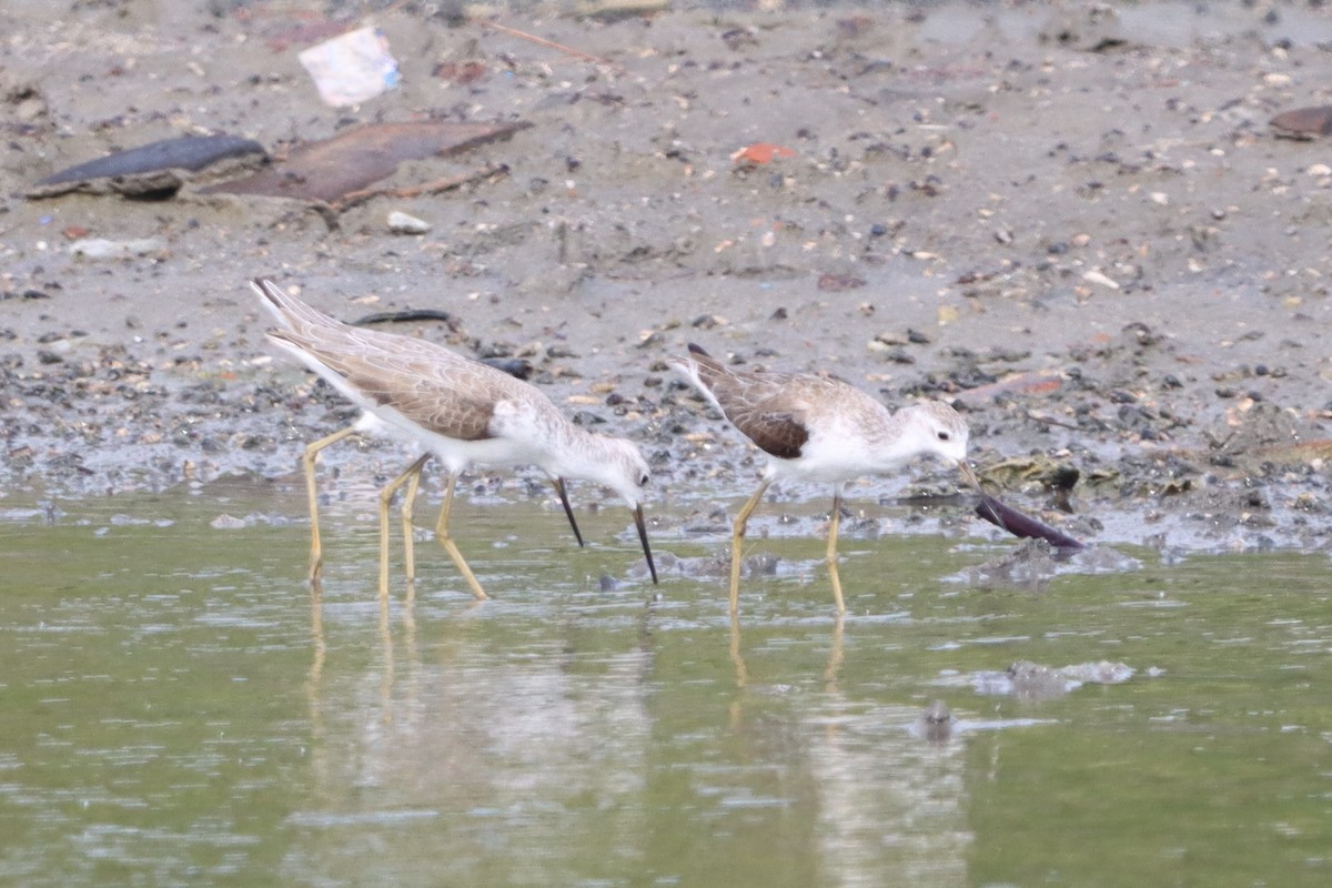 Marsh Sandpiper - ML627793858