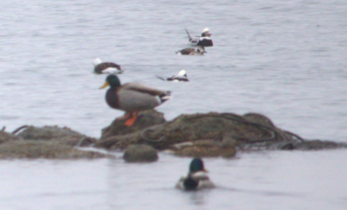 Long-tailed Duck - ML627793861