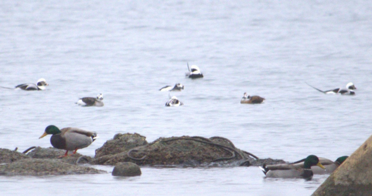 Long-tailed Duck - ML627793876