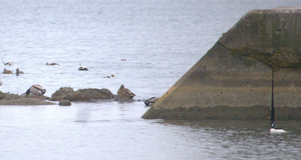 Long-tailed Duck - ML627793902