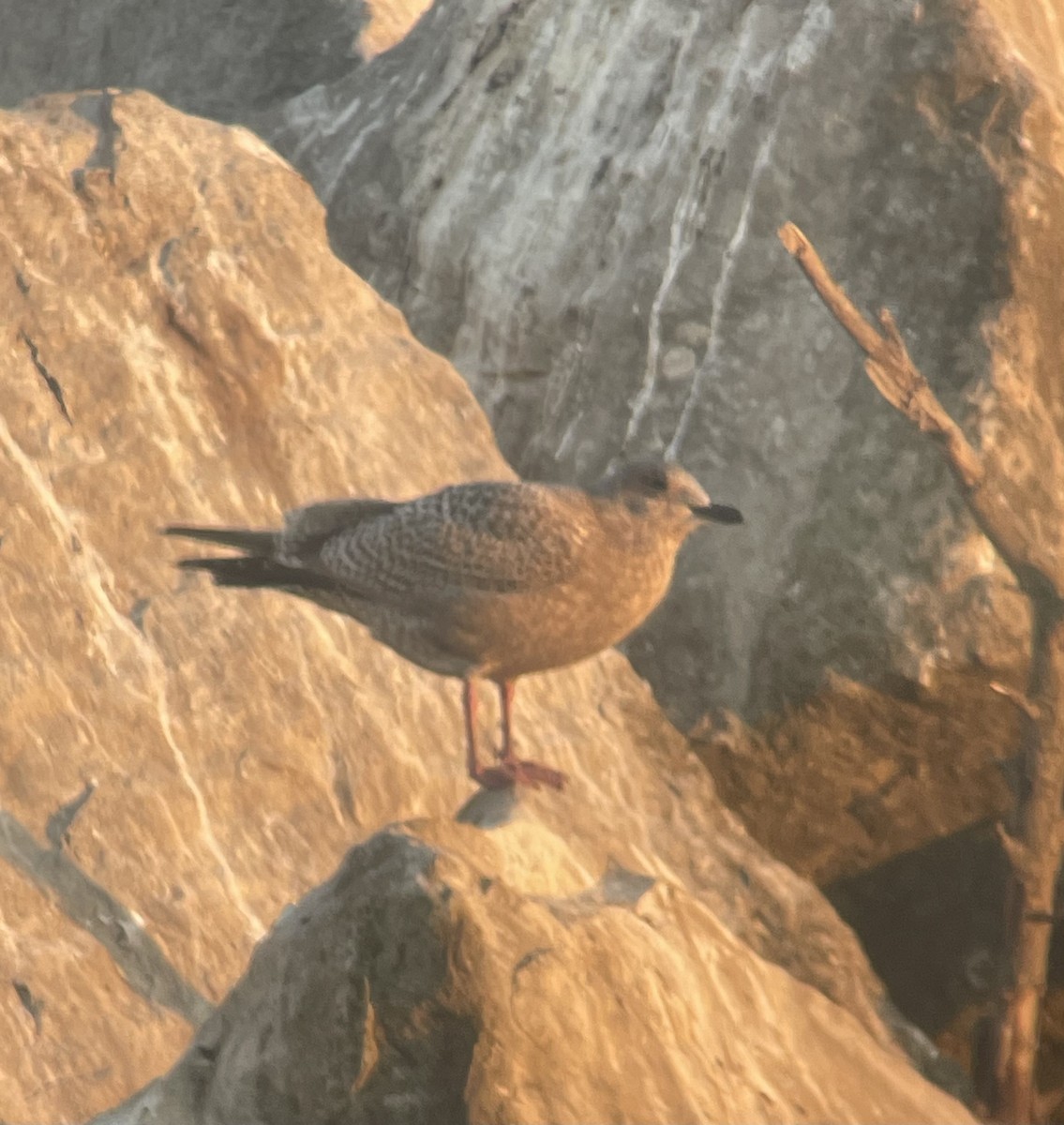 Iceland Gull (Thayer's) - ML627793921