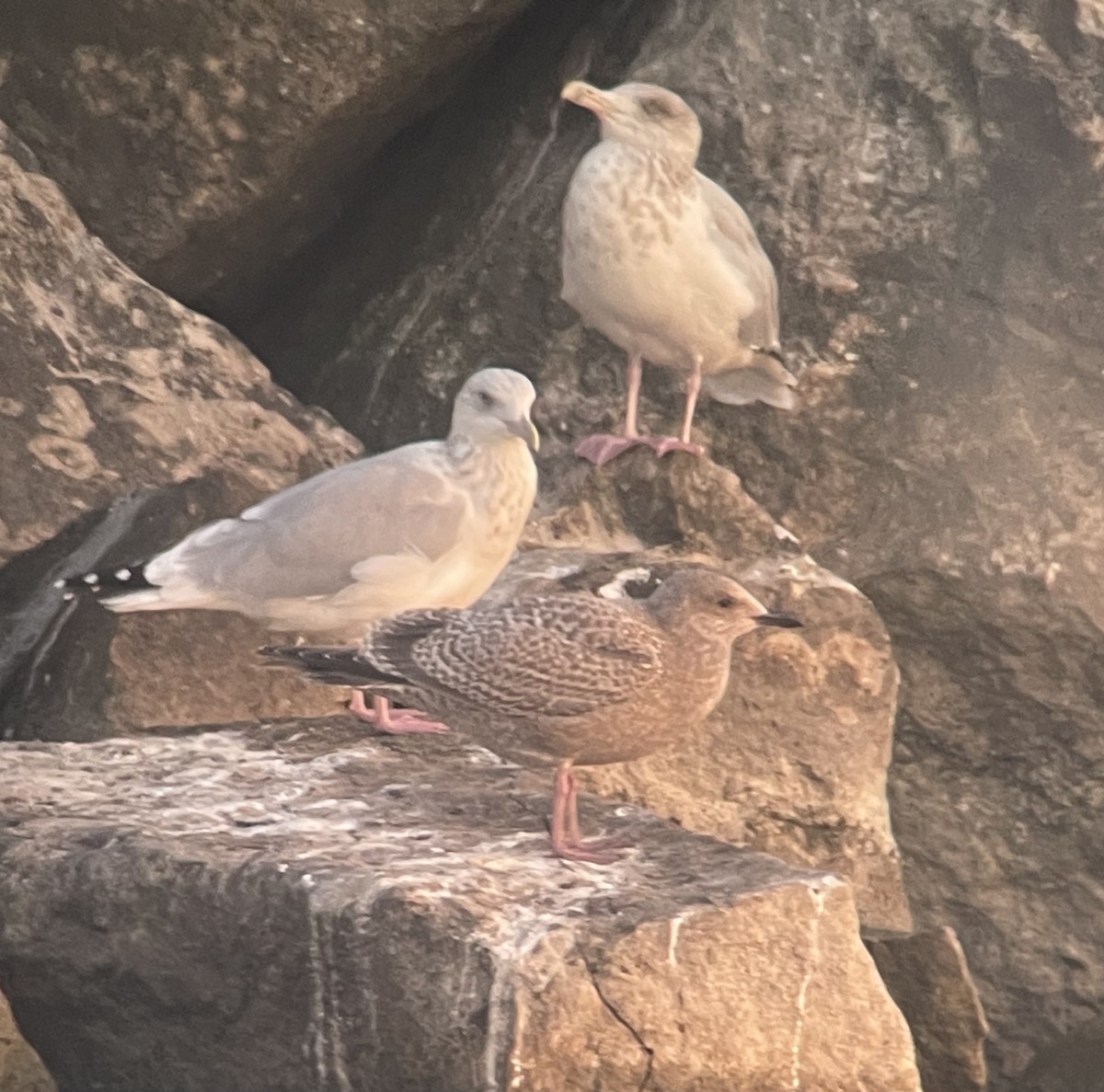 Iceland Gull (Thayer's) - ML627793922