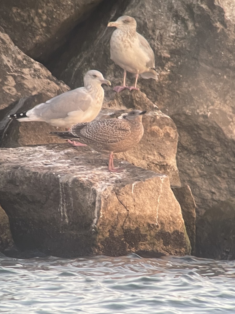 Iceland Gull (Thayer's) - ML627793923