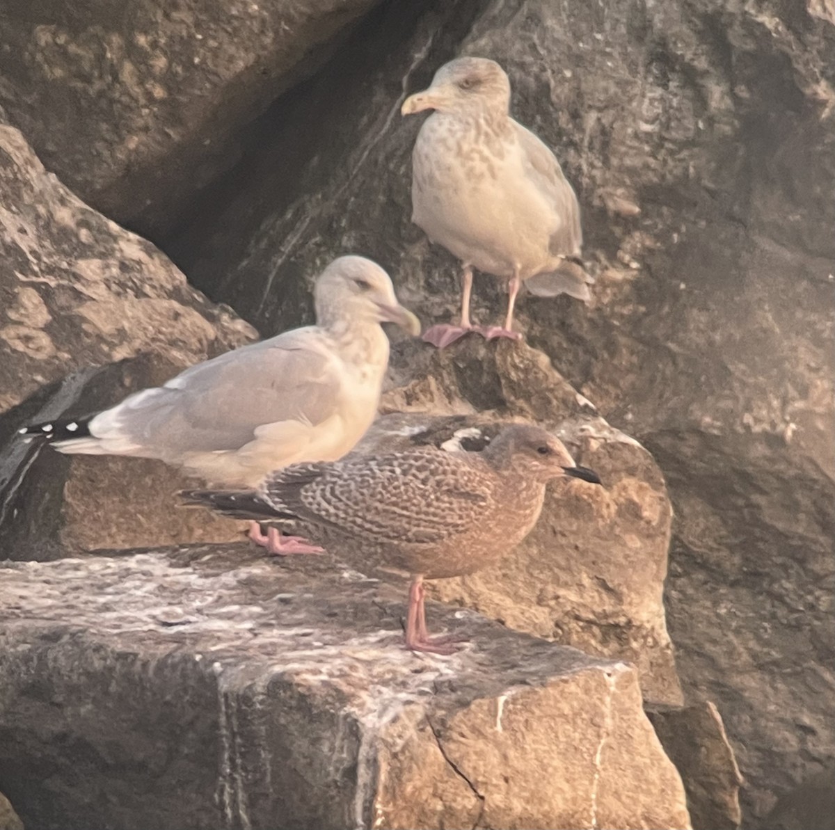 Iceland Gull (Thayer's) - ML627793925