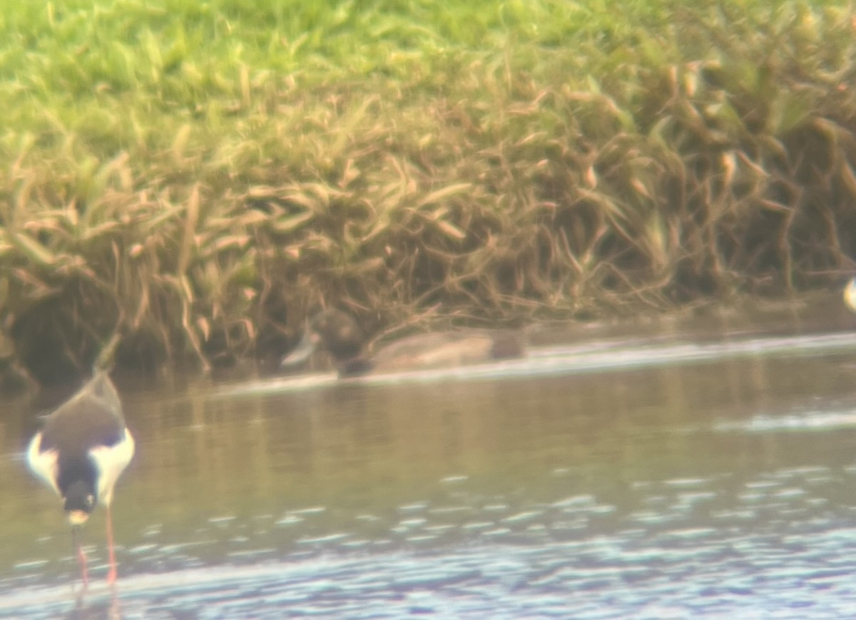 Lesser Scaup - ML627793953