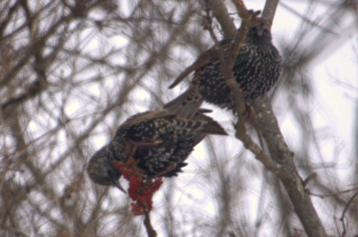 European Starling - ML627793983