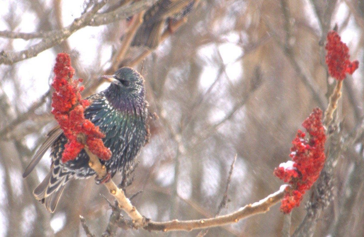 European Starling - ML627793987