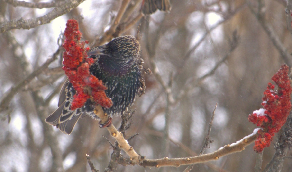 European Starling - ML627793995