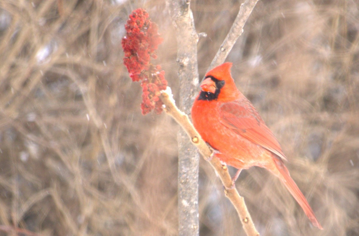 Northern Cardinal - ML627794025