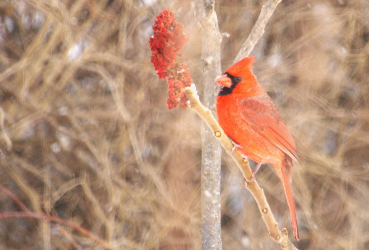 Northern Cardinal - ML627794027