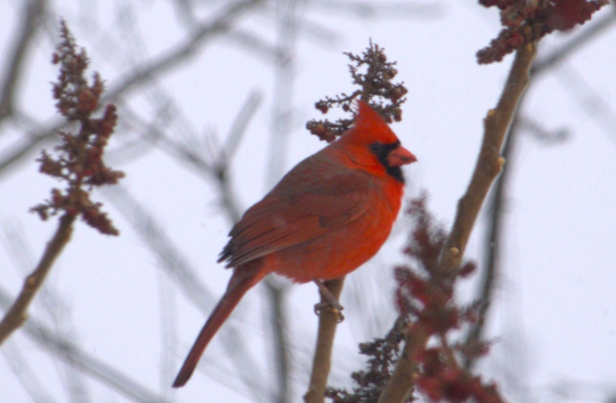 Northern Cardinal - ML627794029