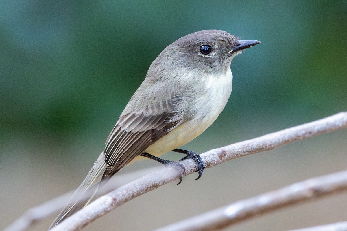 Eastern Phoebe - ML627794051