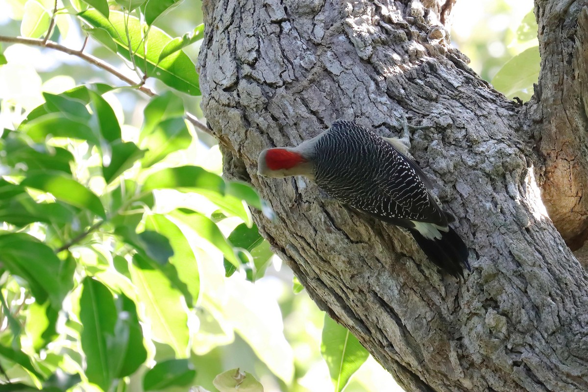 Golden-fronted Woodpecker - ML627794072