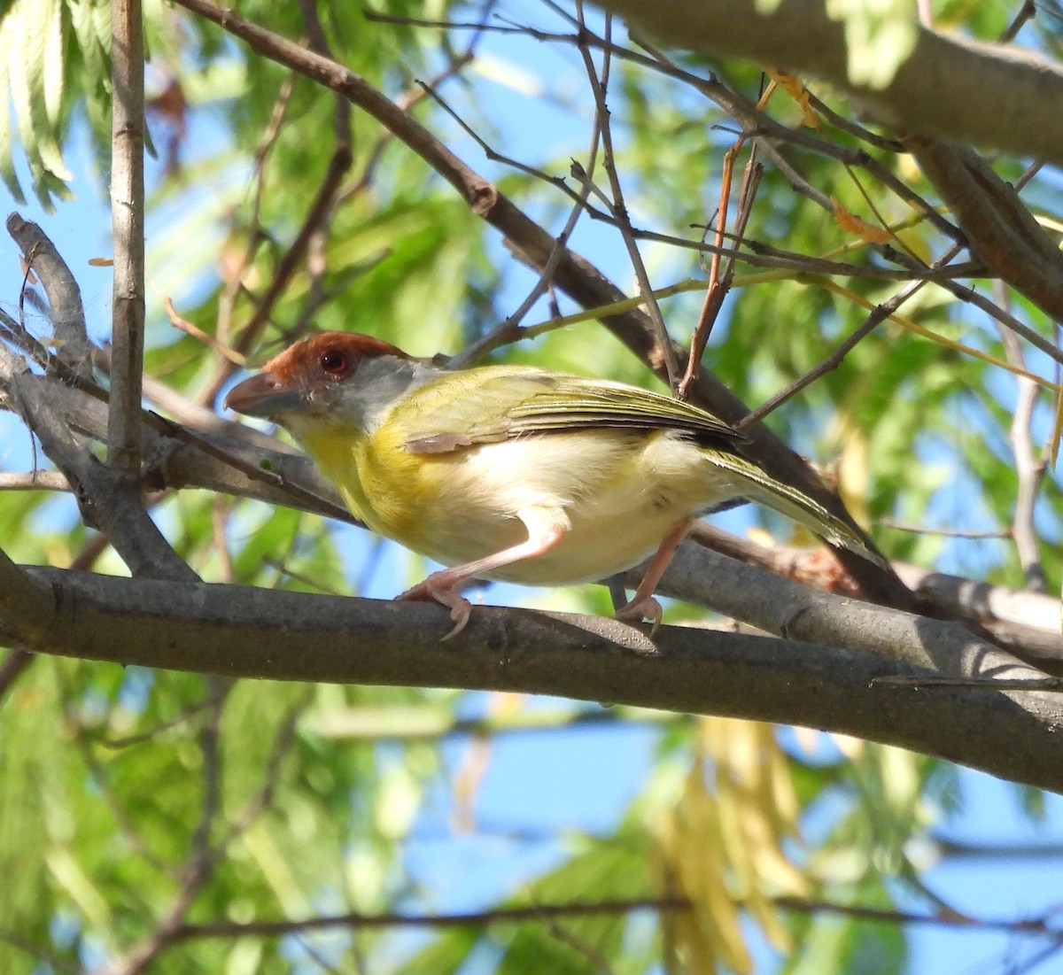 Rufous-browed Peppershrike - ML627794091