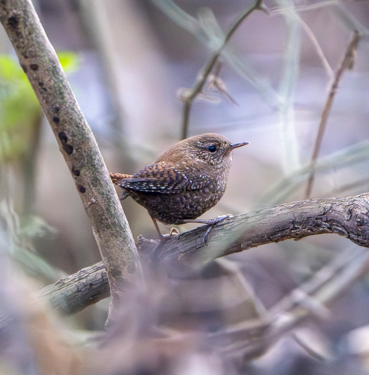 Winter Wren - ML627794123