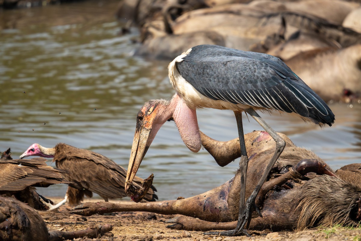 Marabou Stork - ML627794138