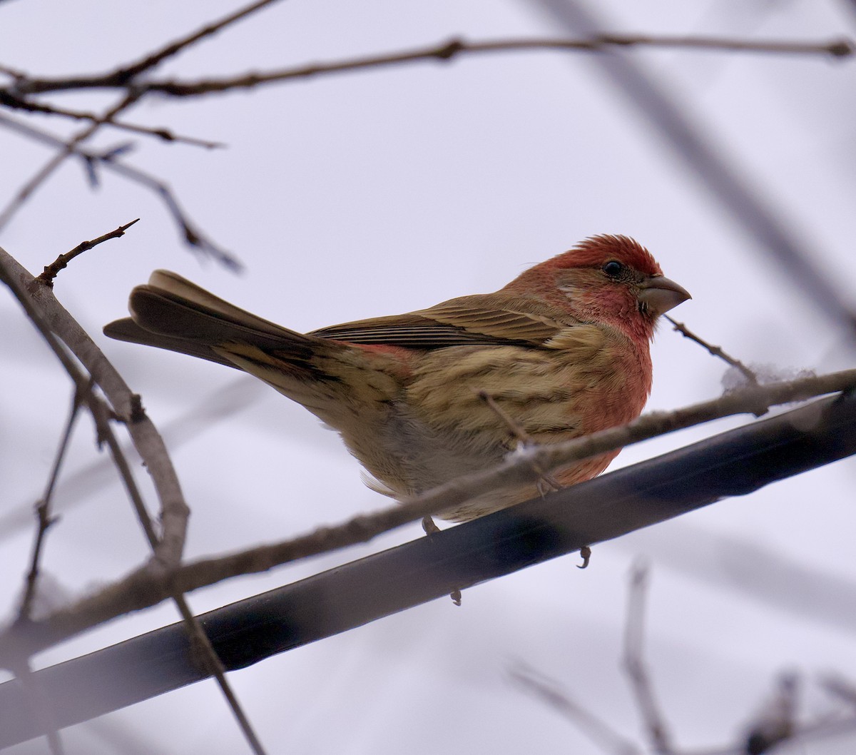 House Finch - ML627794140