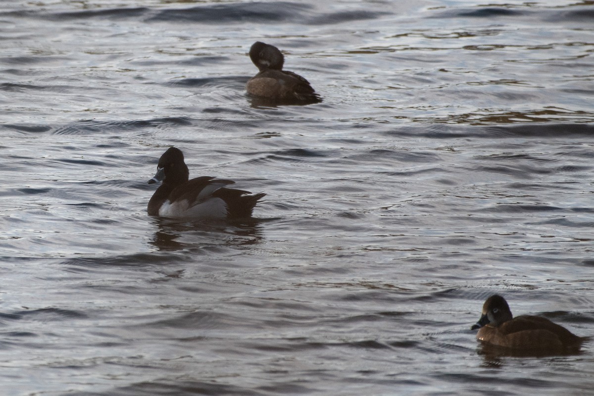 Ring-necked Duck - ML627794149