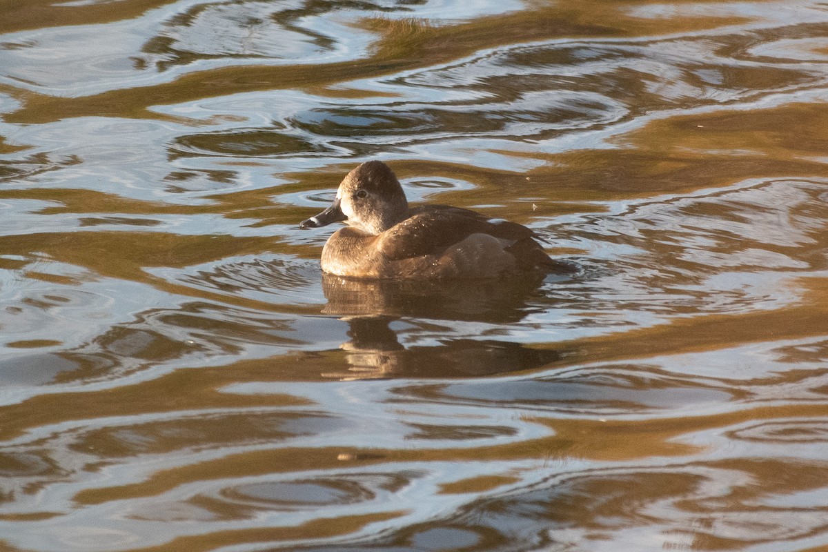 Ring-necked Duck - ML627794150