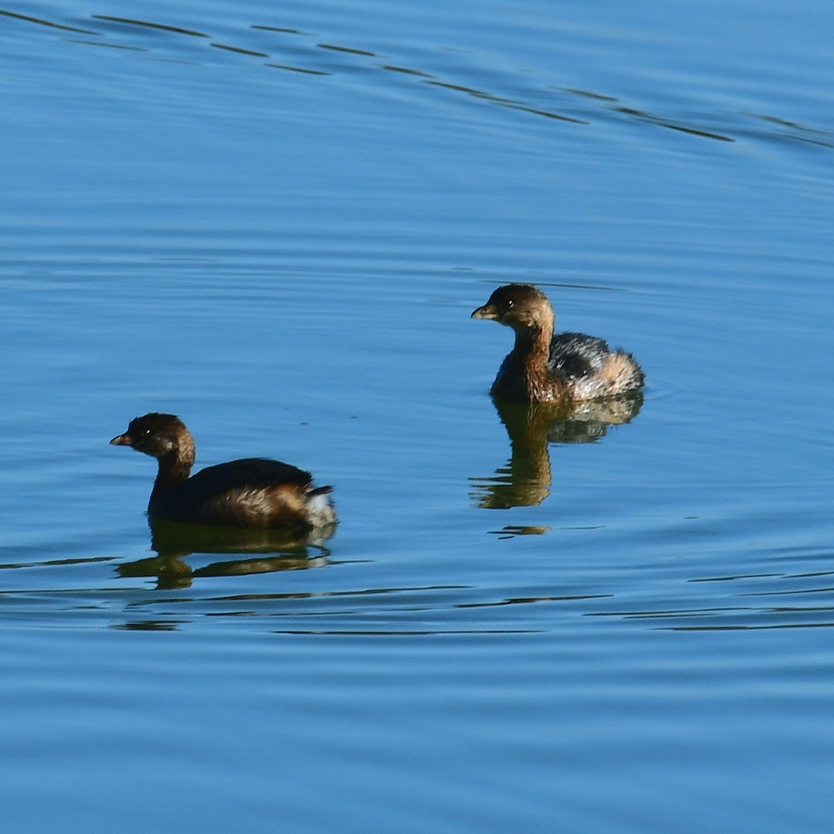 Pied-billed Grebe - ML627794157