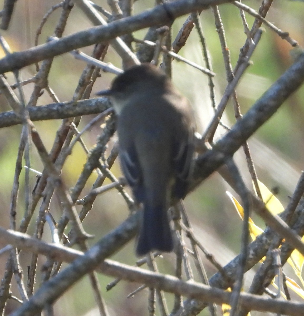 Eastern Phoebe - ML627794160