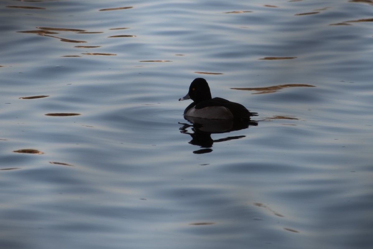 Ring-necked Duck - ML627794164