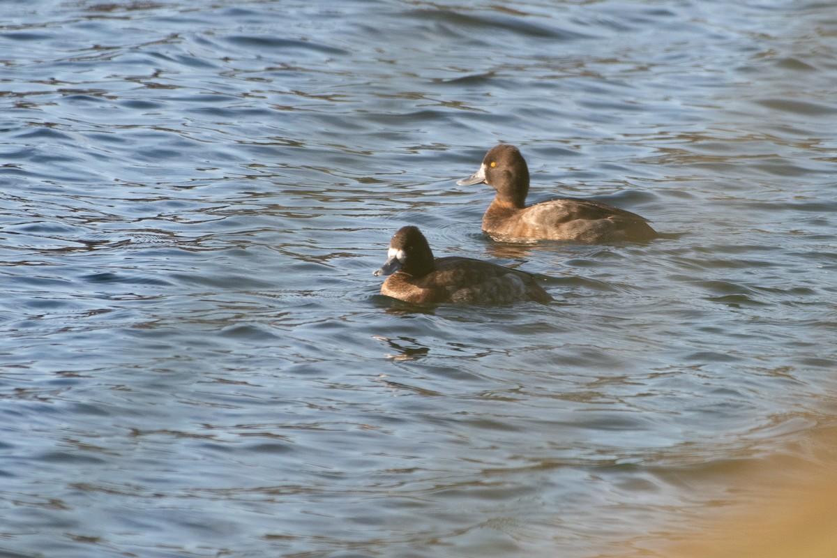 Lesser Scaup - ML627794165