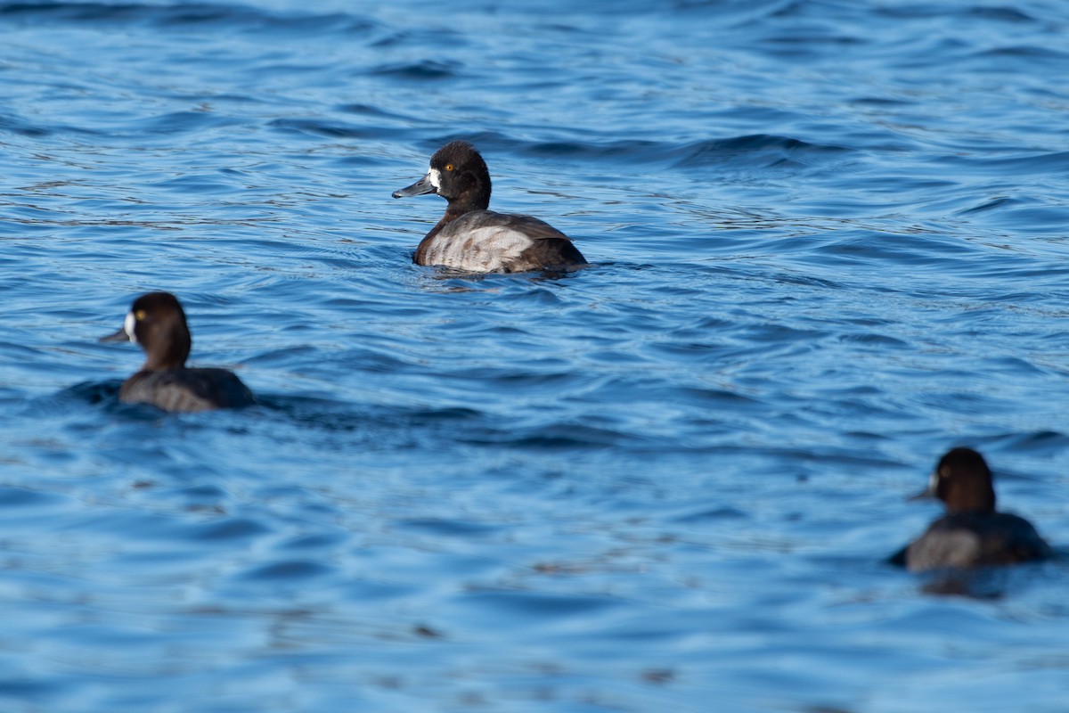 Lesser Scaup - ML627794166