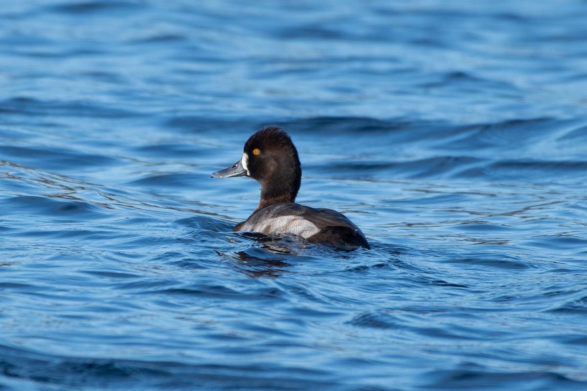 Lesser Scaup - ML627794167