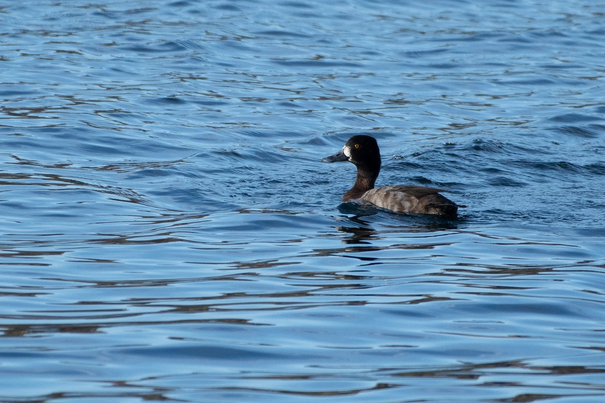 Lesser Scaup - ML627794168