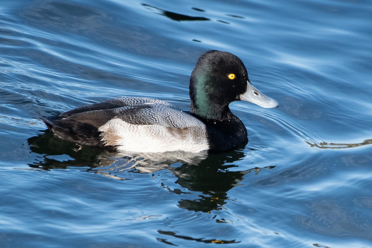 Lesser Scaup - ML627794169