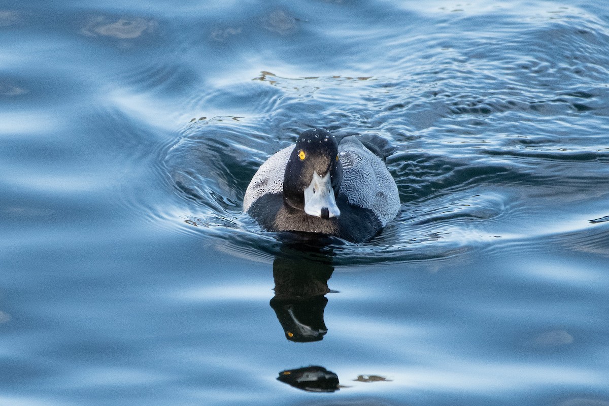 Lesser Scaup - ML627794170