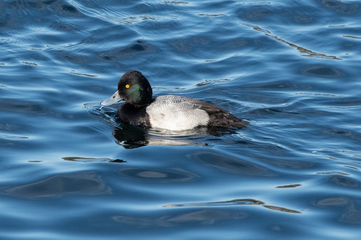 Lesser Scaup - ML627794171