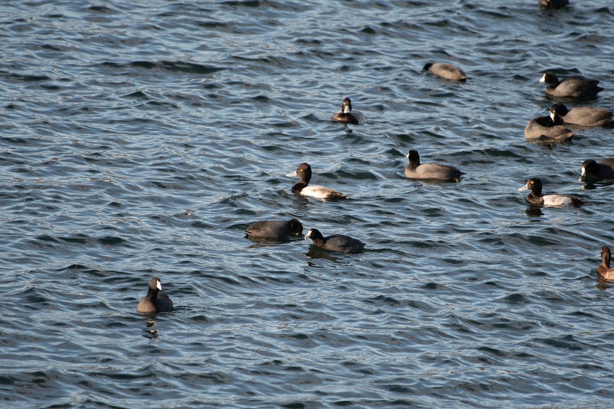 Lesser Scaup - ML627794172