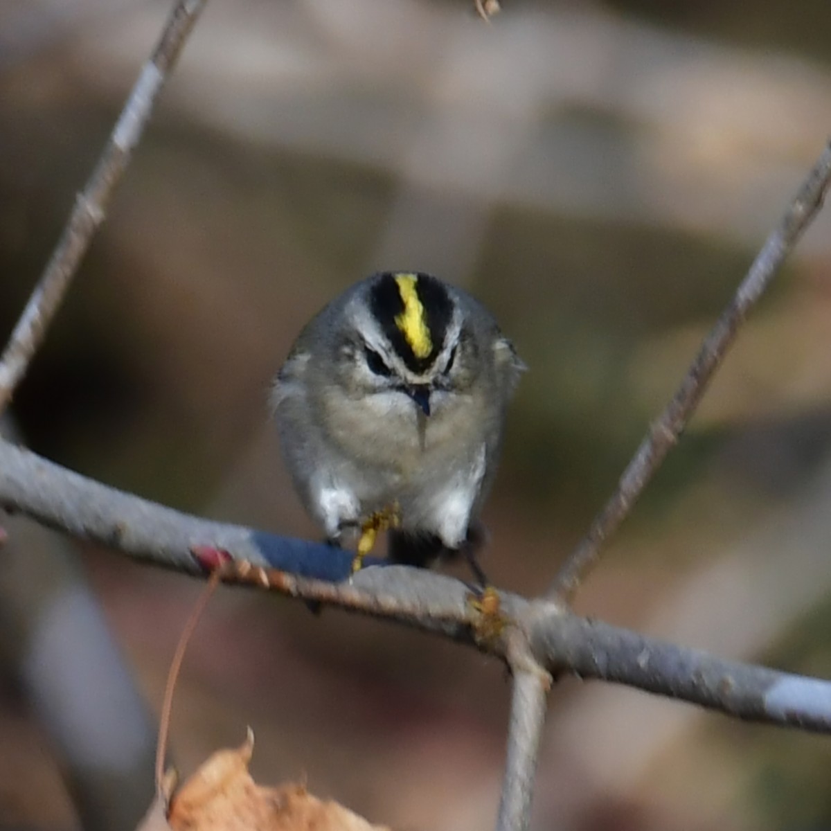 Golden-crowned Kinglet - ML627794173