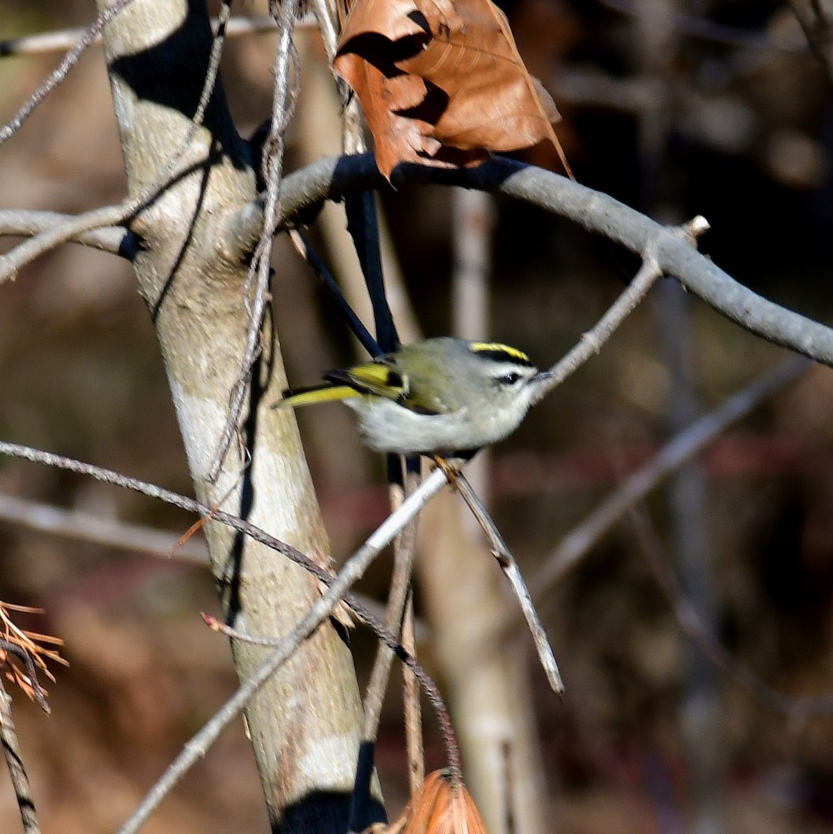 Golden-crowned Kinglet - ML627794182