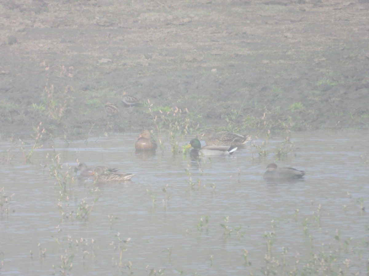 Wilson's Snipe - ML627794183