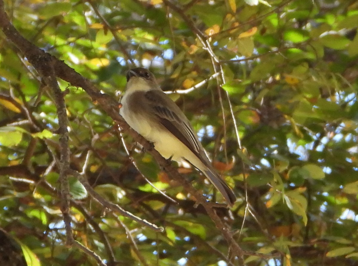 Eastern Phoebe - ML627794299