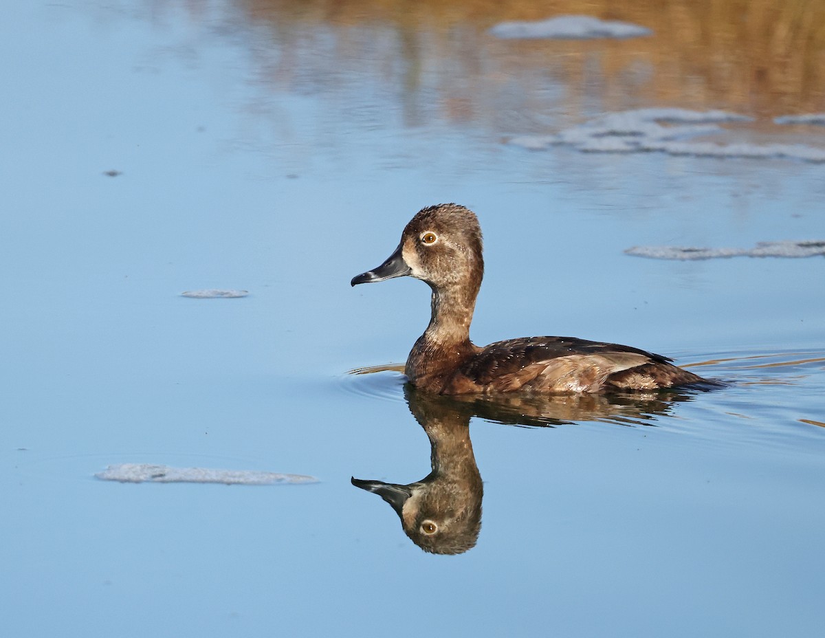 Ring-necked Duck - ML627794327