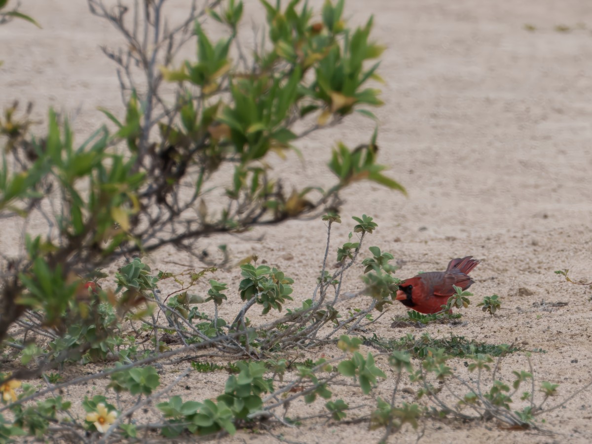 Northern Cardinal - ML627794328