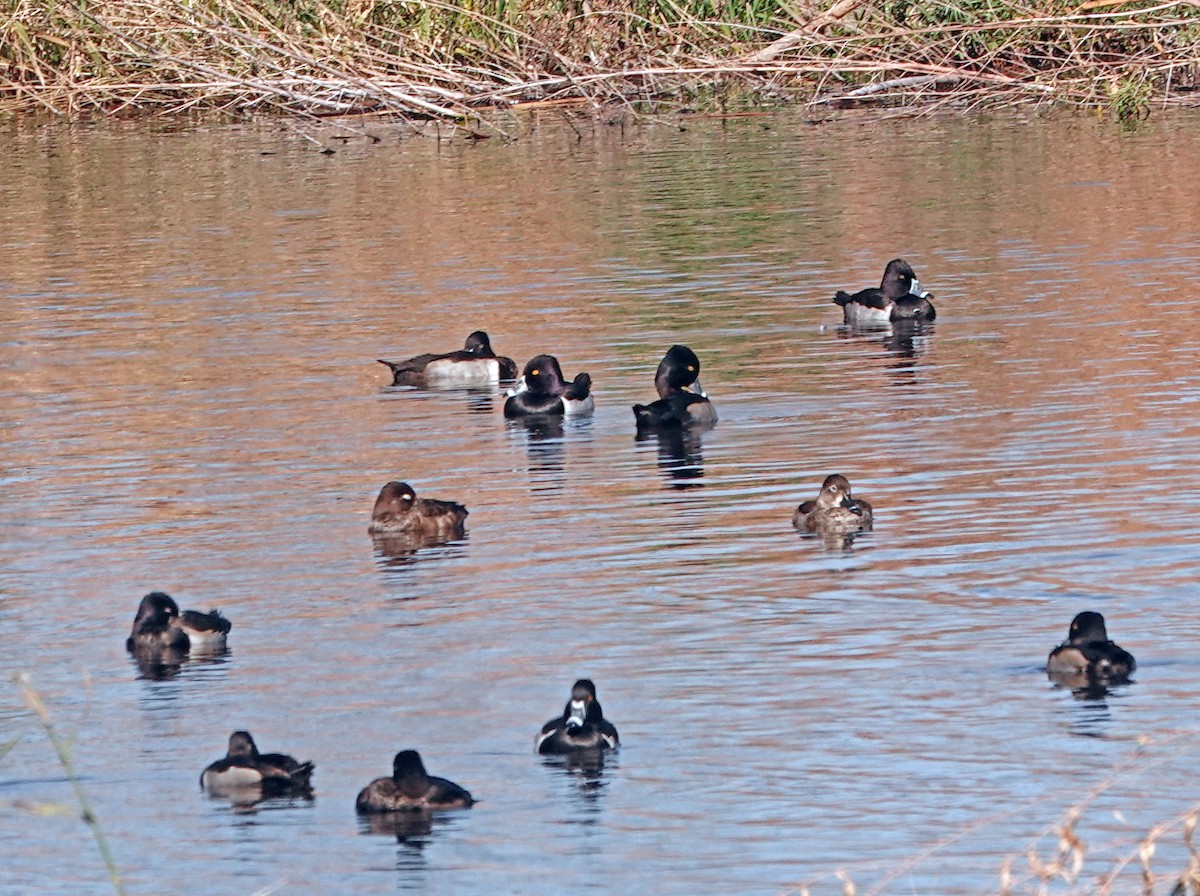 Ring-necked Duck - ML627794366